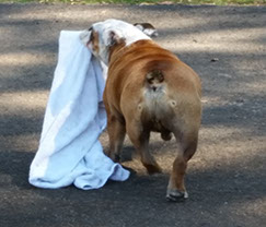 Dog with Towel