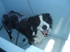 Dog in Hydrobath